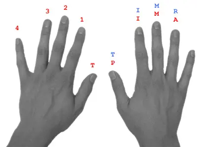 Diagram of left and right hands showing guitar finger indications T 1 2 3 4 and PIMA